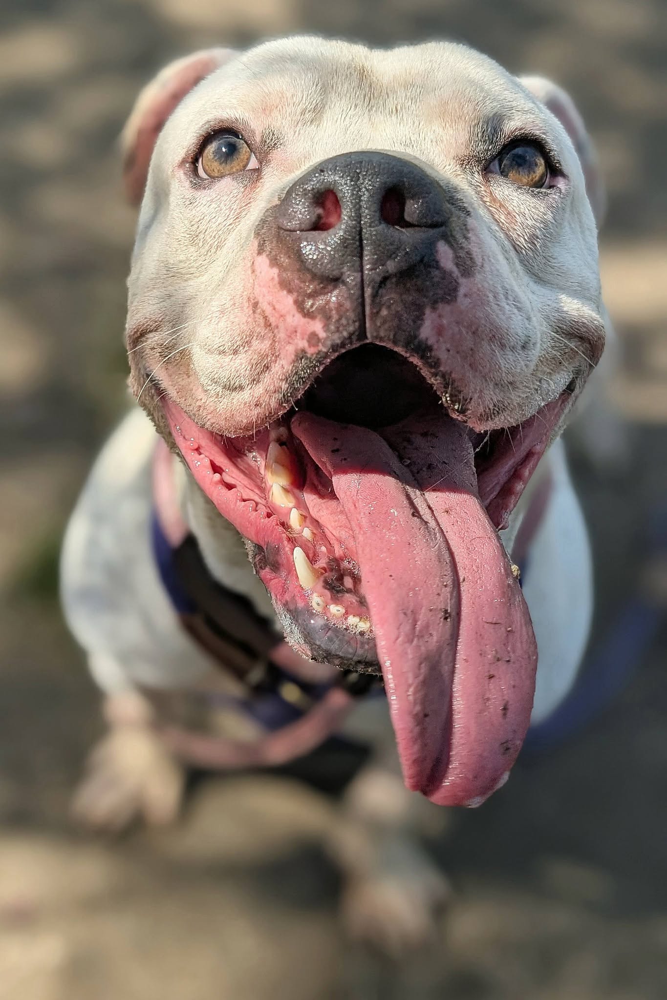 Other Photos of thie Dog