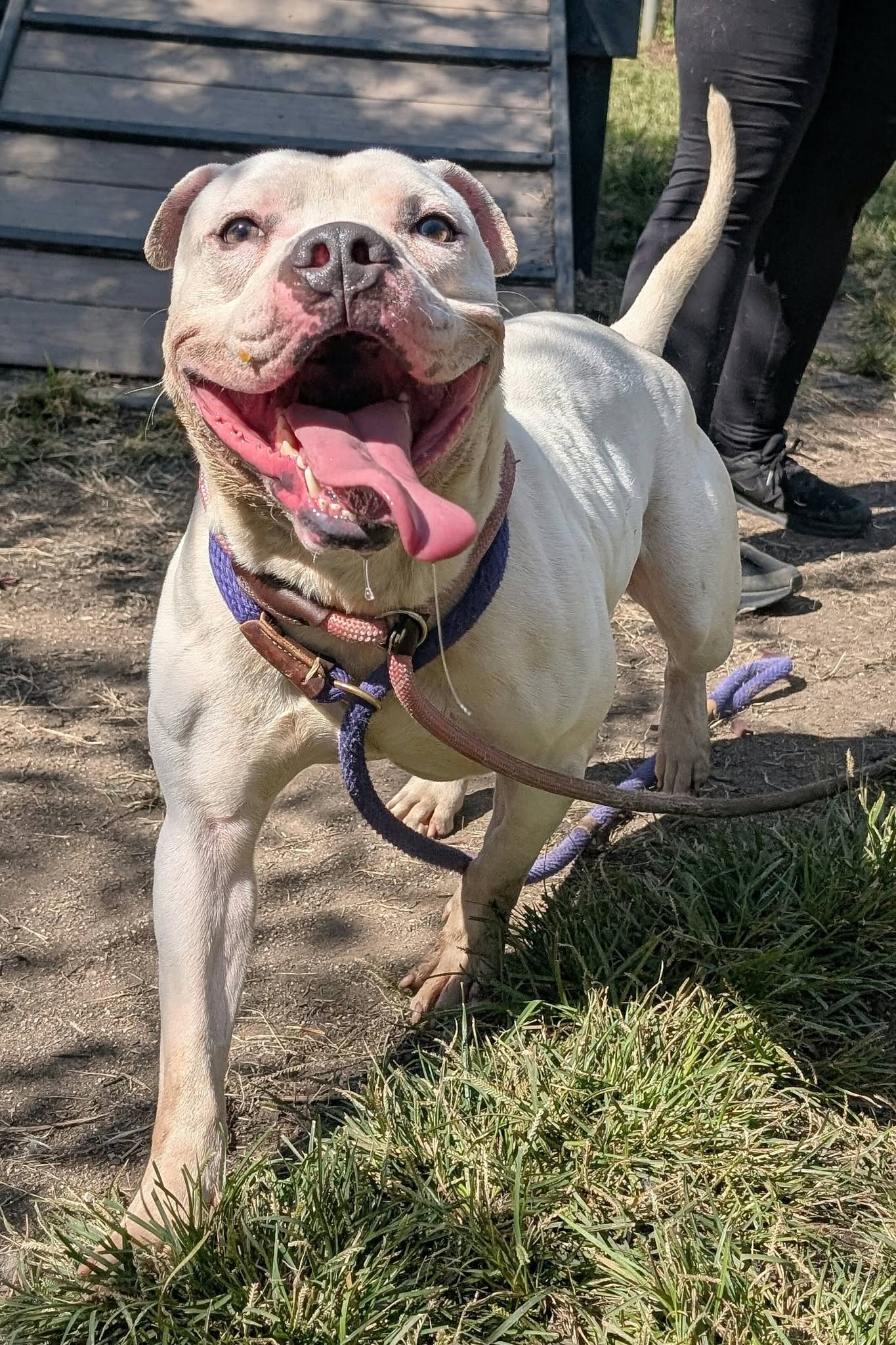 Other Photos of thie Dog