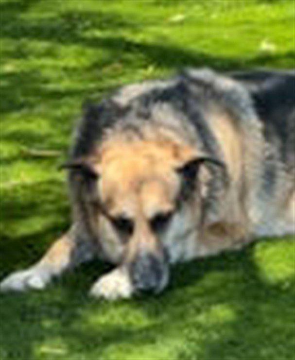 Puma, a German Shepherd, available for adoption