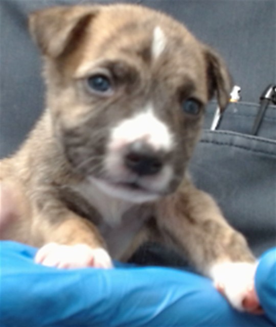 Marlene, a Pit Bull Terrier (mix breed), available for adoption