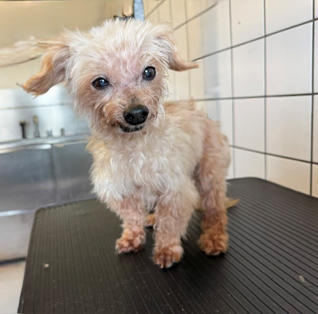 A5801907, a Shih Tzu, available for adoption