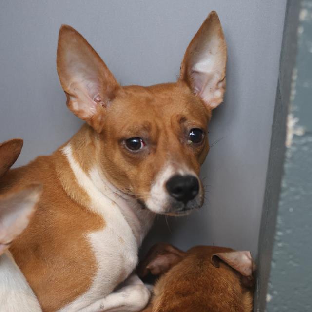 Mara, a Rat Terrier (mix breed), available for adoption