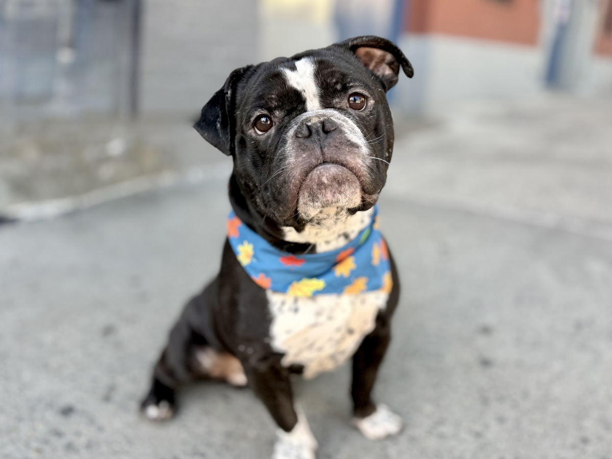 Tenzin, a American Staffordshire Terrier, available for adoption