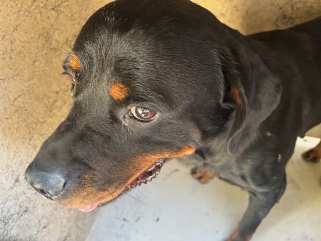 A480838, a Rottweiler (mix breed), available for adoption