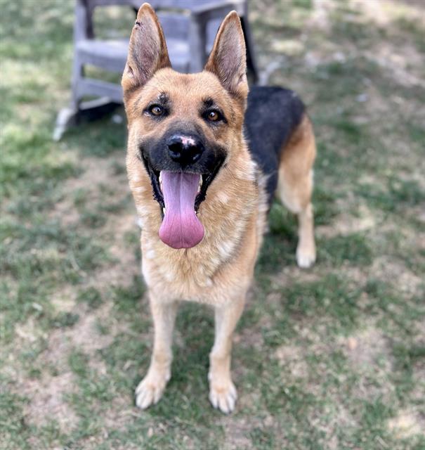 Jasper, a German Shepherd (mix breed), available for adoption
