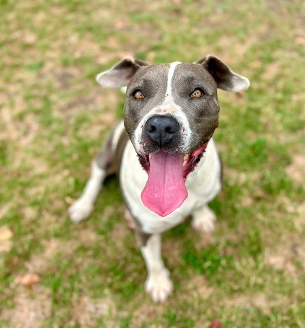 Helena, a Pit Bull Terrier, available for adoption