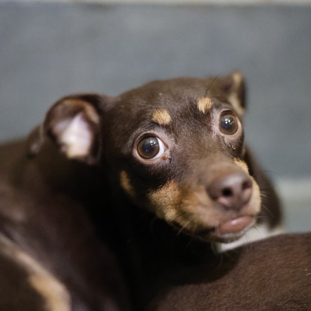 Chiquita, a Chihuahua (mix breed), available for adoption