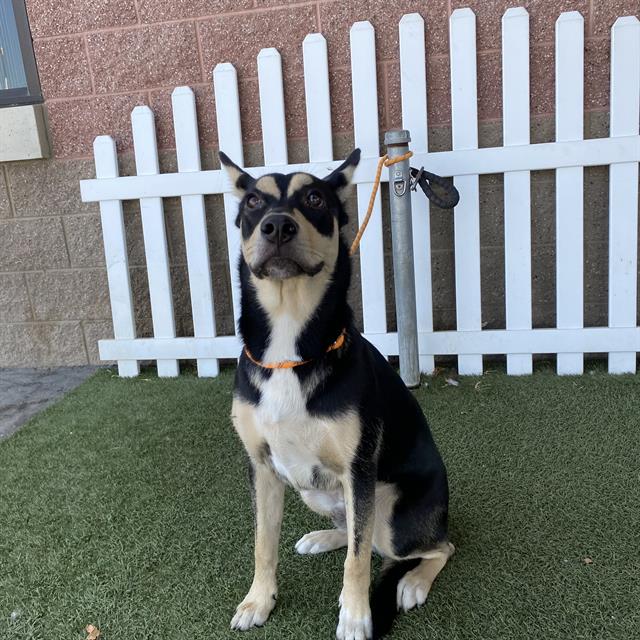 A614594, a German Shepherd, available for adoption
