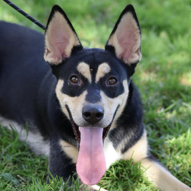 Johnny Rose, a German Shepherd, available for adoption
