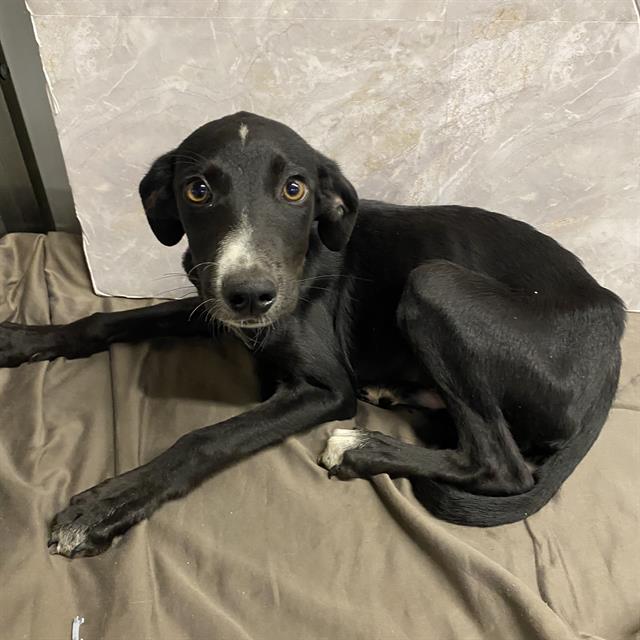 Mars, a Border Collie, available for adoption