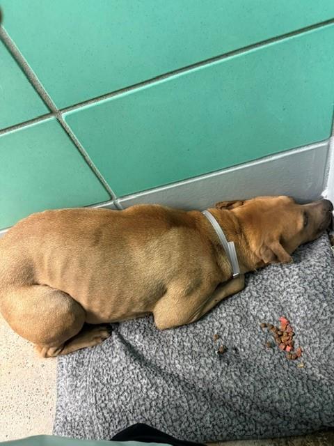 Tonya, a Staffordshire Bull Terrier (mix breed), available for adoption