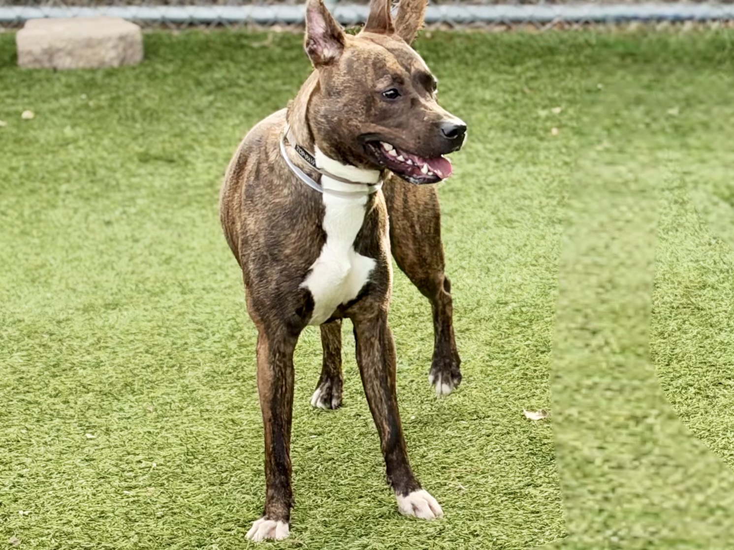 Cynthia, a Bullmastiff, available for adoption