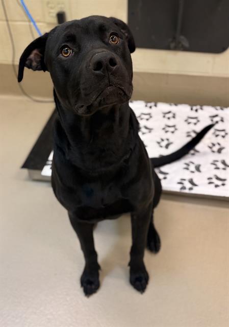Joe, a Pit Bull Terrier (mix breed), available for adoption