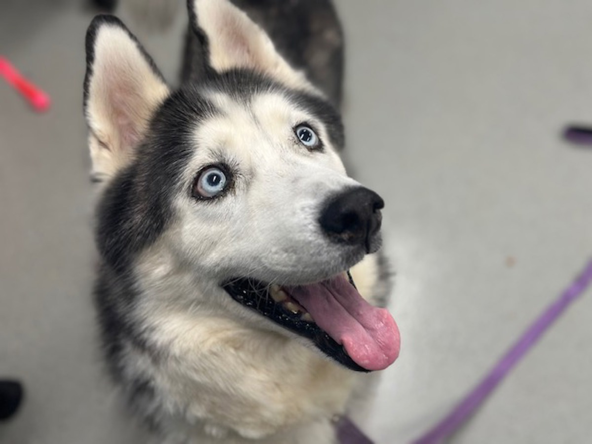 Malachi, a Siberian Husky, available for adoption