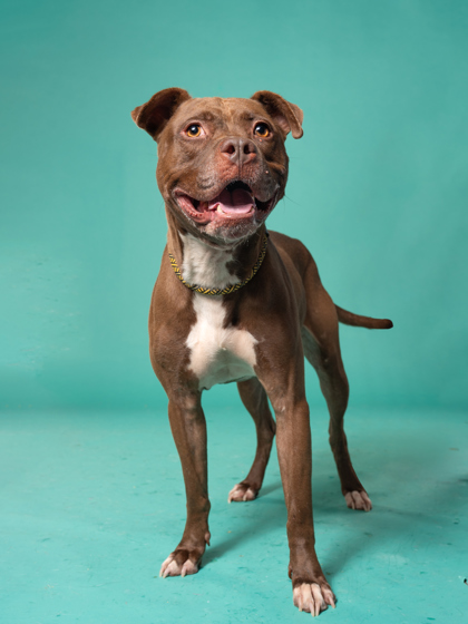 Regis, a Pit Bull Terrier, available for adoption