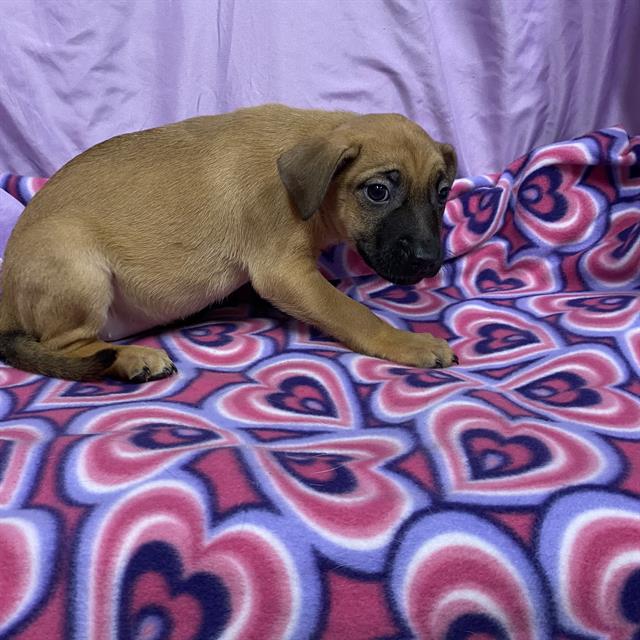 Whizzer, a Pit Bull Terrier, available for adoption