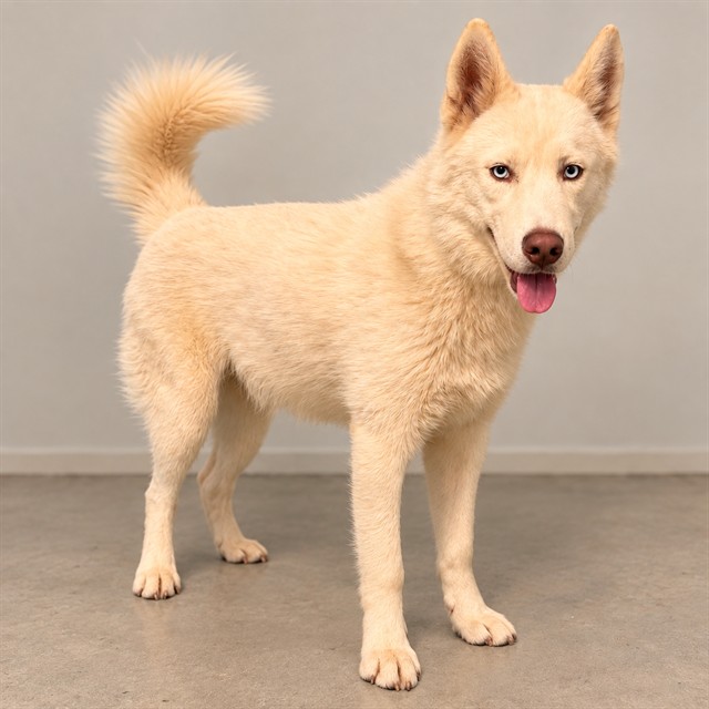 Murphy, a Husky, available for adoption