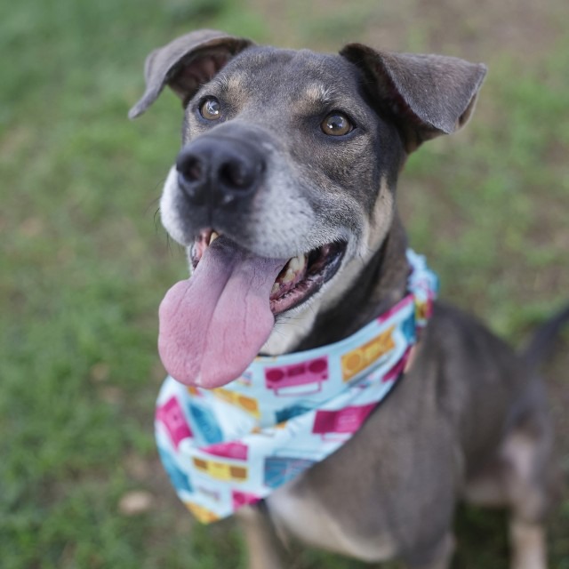 Lupin, a Labrador Retriever (mix breed), available for adoption