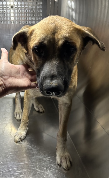Honey, a Belgian Shepherd Malinois, available for adoption