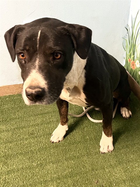 Shawnie, a Bullmastiff, available for adoption