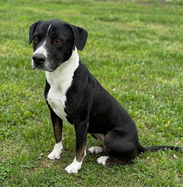 Shawnie, a Bullmastiff, available for adoption