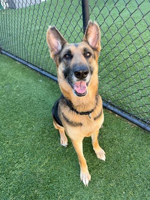 Honey, a German Shepherd, available for adoption