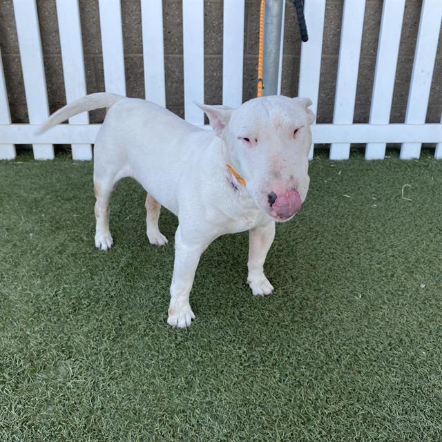 Chico, a Bull Terrier, available for adoption