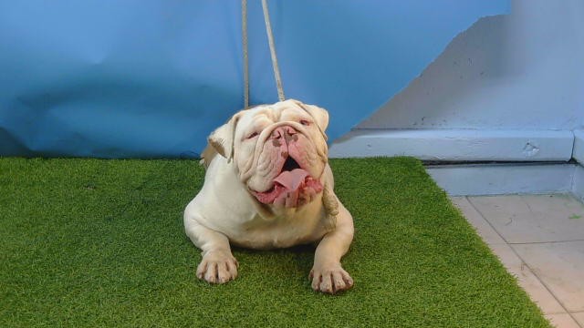 Pooh Bear, a American Bulldog, available for adoption
