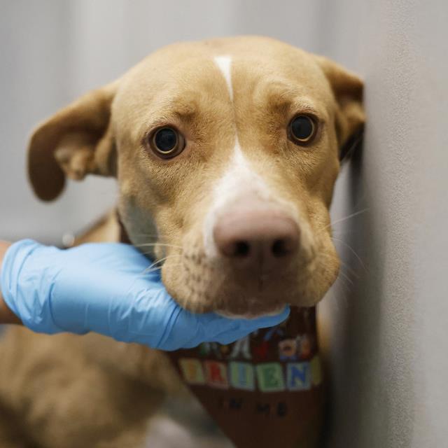 Beans Magoo, a American Staffordshire Terrier (mix breed), available for adoption
