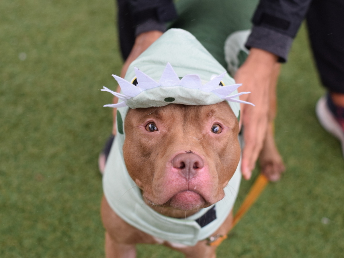 Bernie, a Pit Bull Terrier, available for adoption