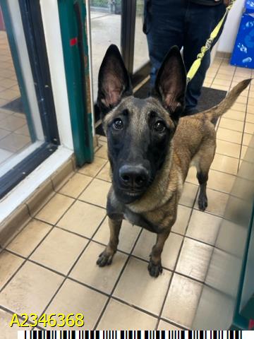 Squeeks, a German Shepherd, available for adoption