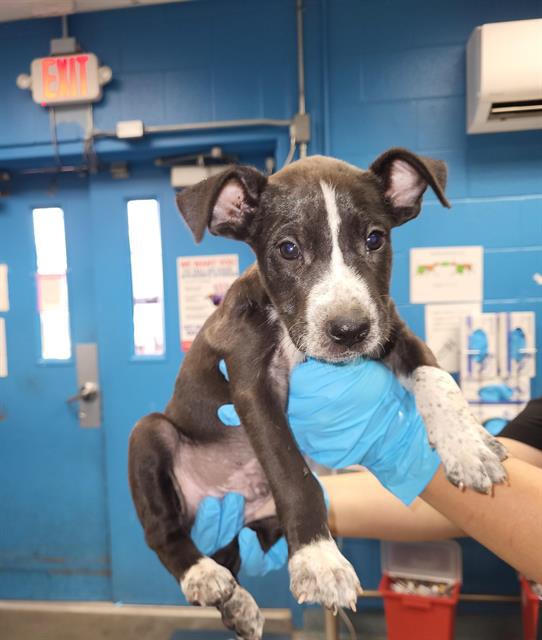 Ozzy Pawsmore, a Terrier (mix breed), available for adoption