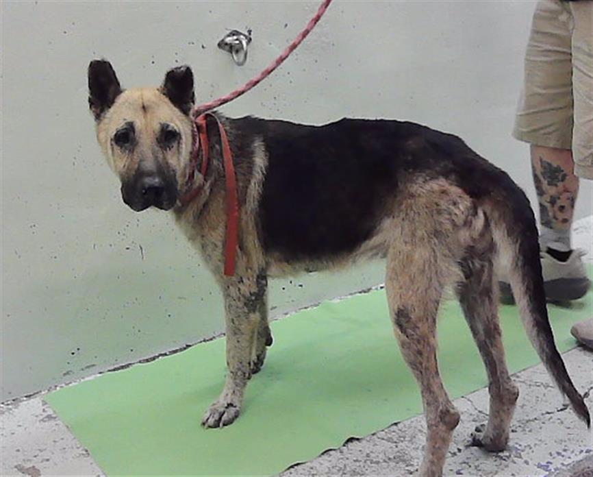 George, a German Shepherd (mix breed), available for adoption