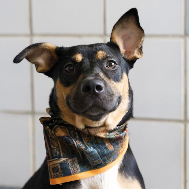 Queenie, a Australian Kelpie (mix breed), available for adoption