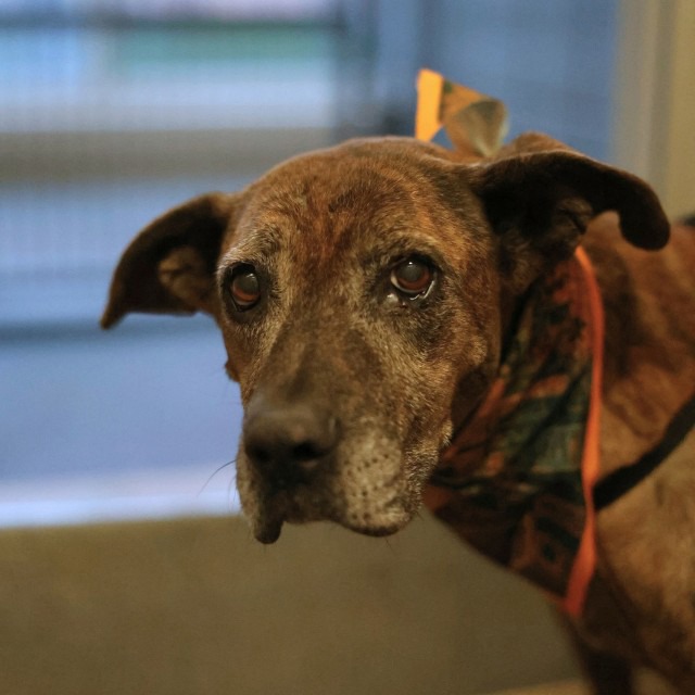 Reina, a Pit Bull Terrier (mix breed), available for adoption
