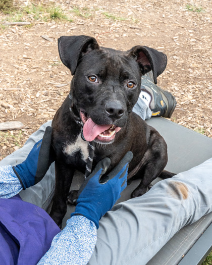 Hooper, a Pit Bull Terrier (mix breed), available for adoption
