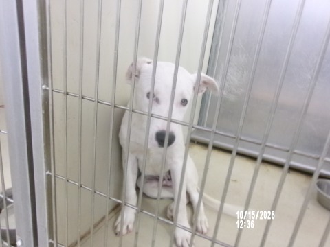 Charcoal, a Pit Bull Terrier (mix breed), available for adoption