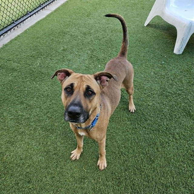 Stella, a Black Mouth Cur (mix breed), available for adoption