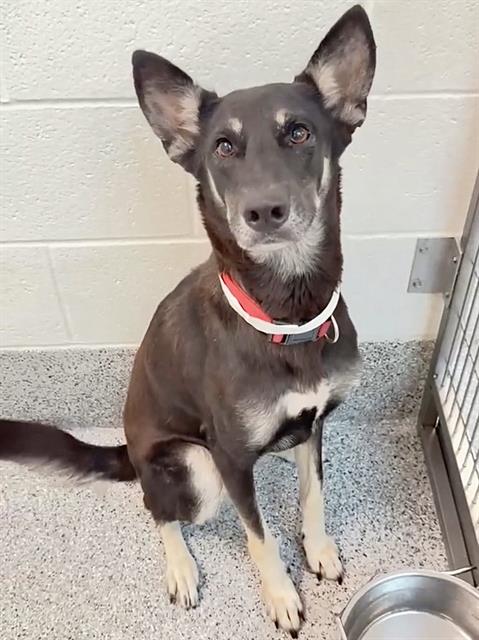 Mocha, a German Shepherd, available for adoption