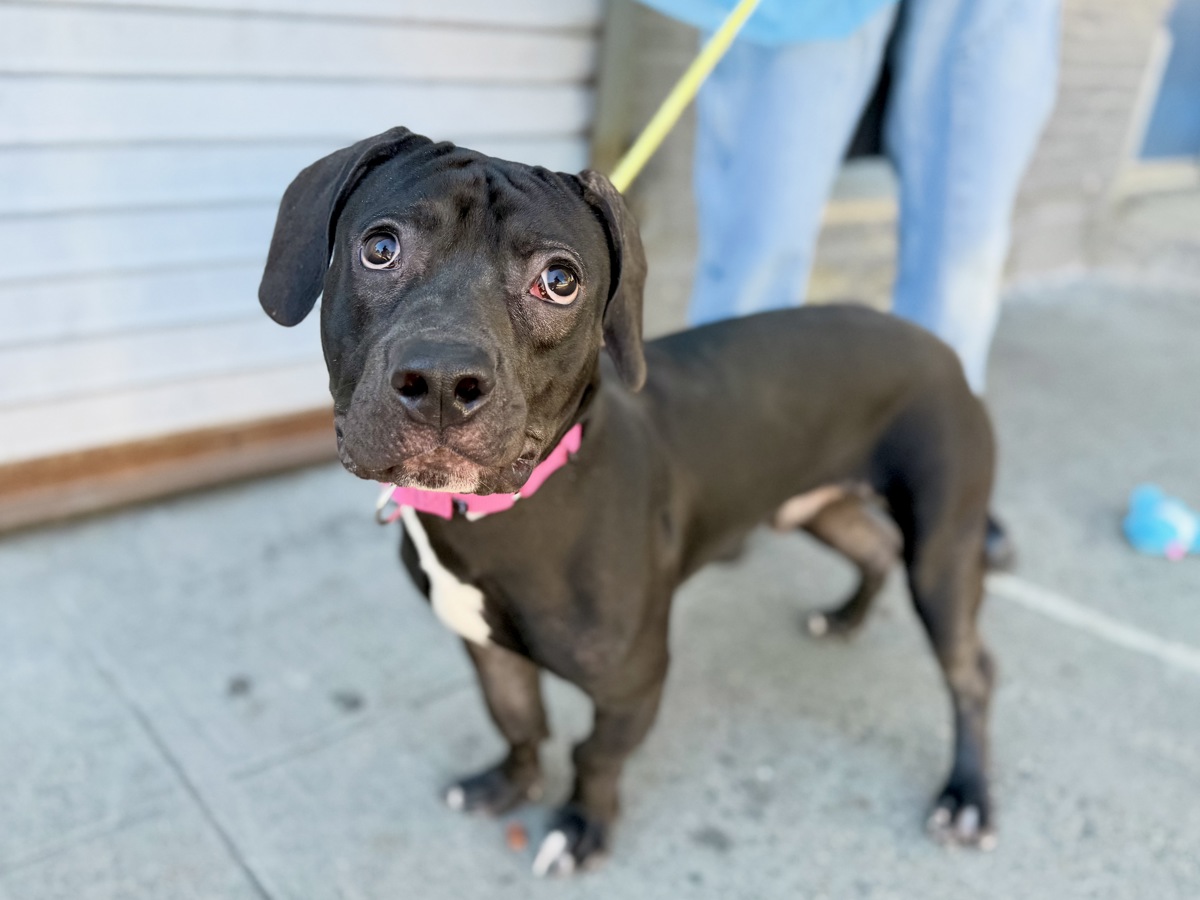 Frogger, a Pit Bull Terrier, available for adoption