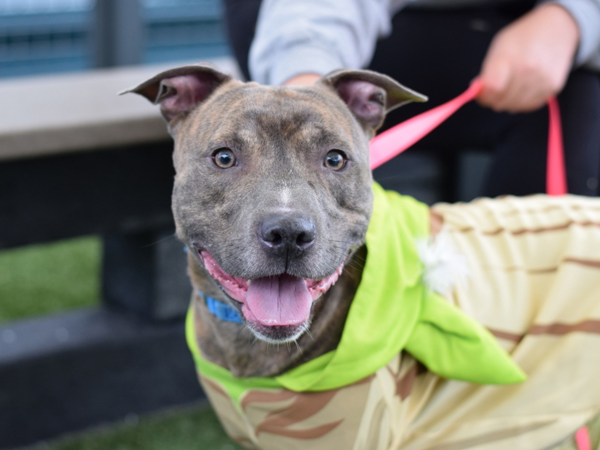 Cloudberry, a Pit Bull Terrier, available for adoption