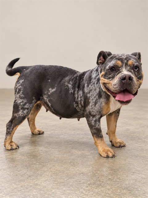 Katrina, a American Bulldog, available for adoption