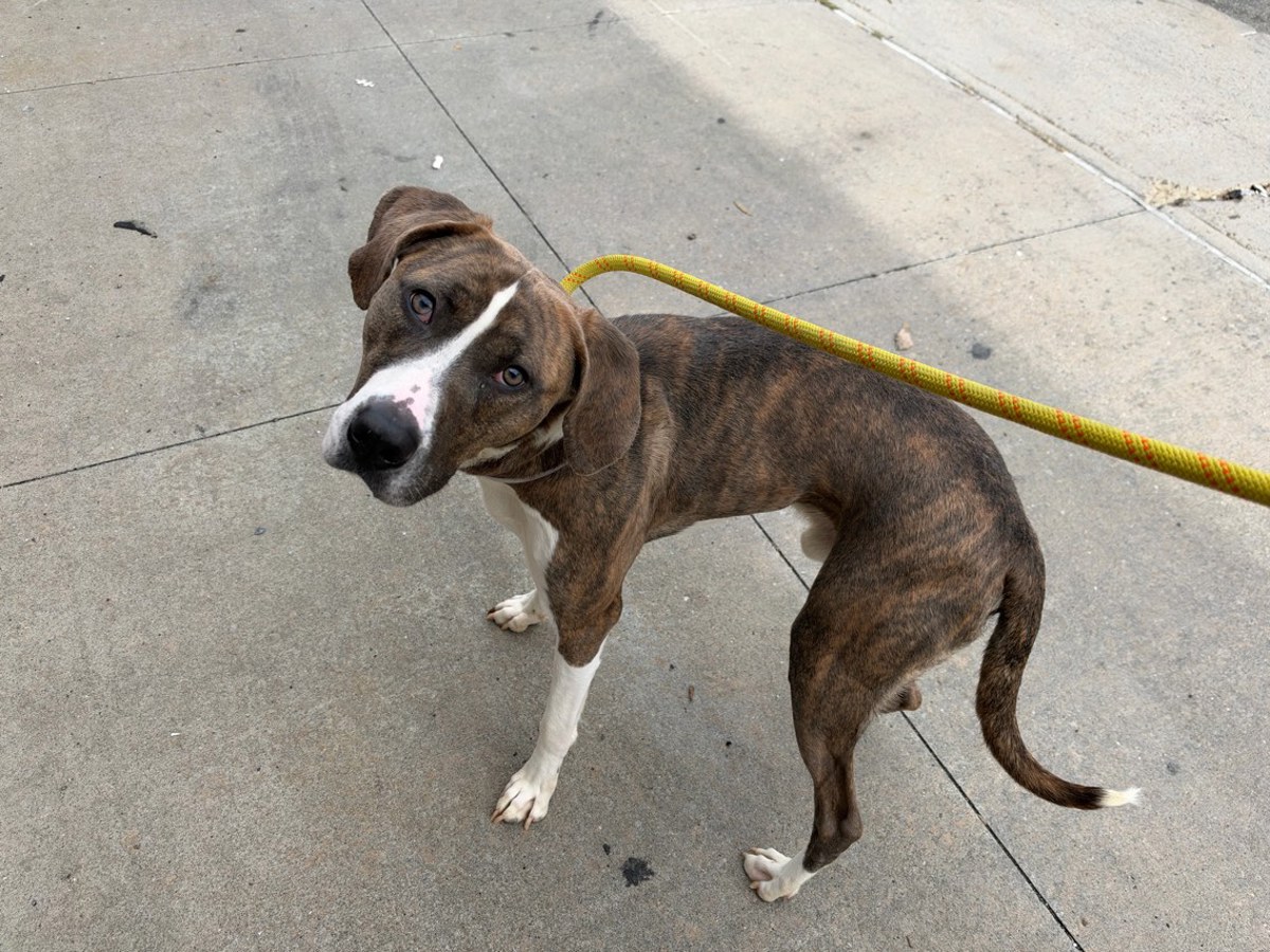 Malcolm, a Pit Bull Terrier, available for adoption