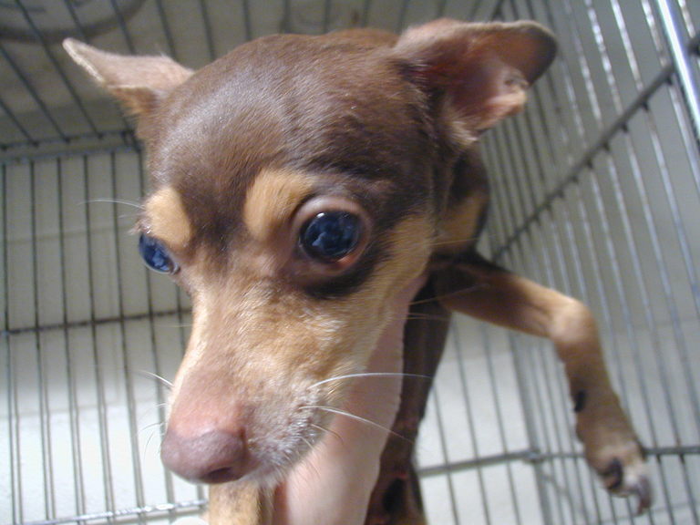 Other Photos of thie Dog