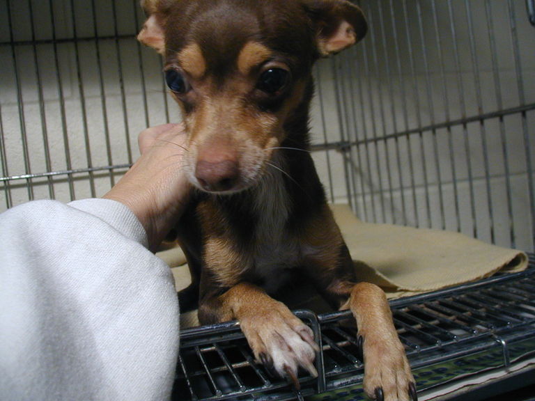 Other Photos of thie Dog