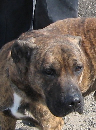 Other Photos of thie Dog