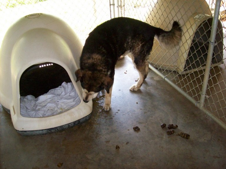 Other Photos of thie Dog