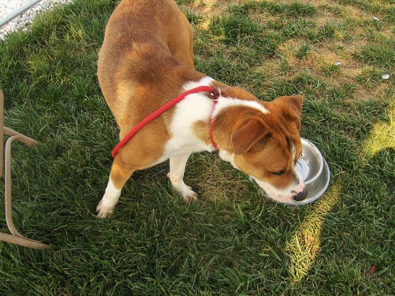Other Photos of thie Dog