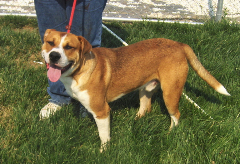 Other Photos of thie Dog