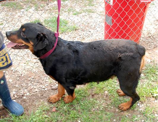 Other Photos of thie Dog